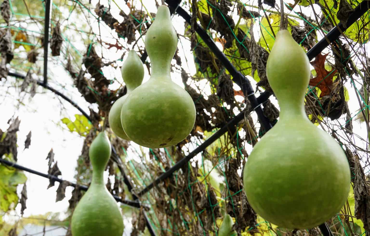 How to Make a Bottle Gourd Water Bottle Emmymade