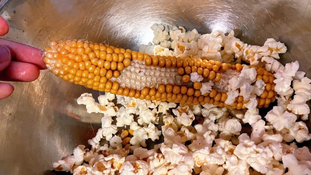 Popcorn-on-the-Cob - Emmymade